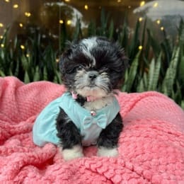 Cachorros de venta en Quito Ecuador