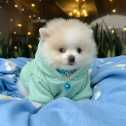 Cachorros de venta en Quito Ecuador