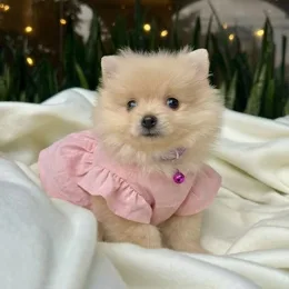 Cachorros de venta en Quito Ecuador