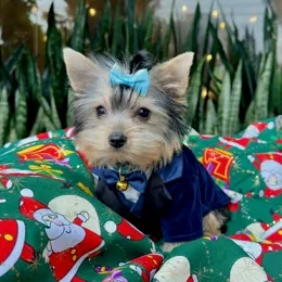 Cachorros de venta en Quito Ecuador