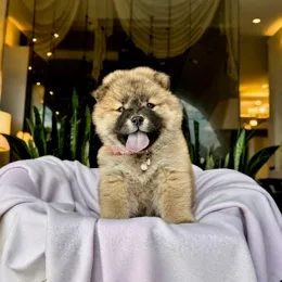 Cachorros de venta en Quito Ecuador