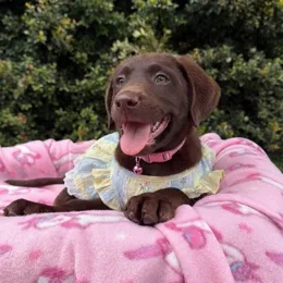 Cachorros de venta en Quito Ecuador