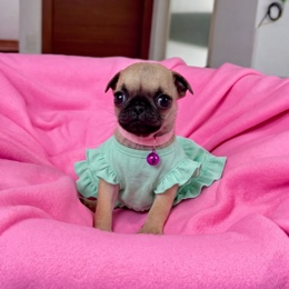 Cachorros de venta en Quito Ecuador