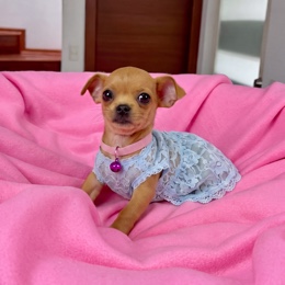 Cachorros de venta en Quito Ecuador