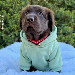 Cachorros de venta en Quito Ecuador