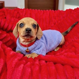 Cachorros de venta en Quito Ecuador