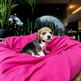 Cachorros de venta en Quito Ecuador