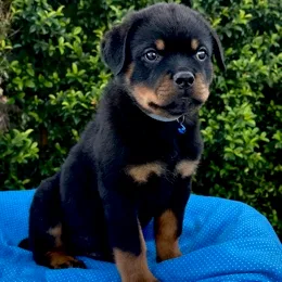Cachorros de venta en Quito Ecuador
