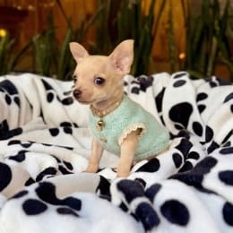 Cachorros de venta en Quito Ecuador