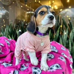 Cachorros de venta en Quito Ecuador