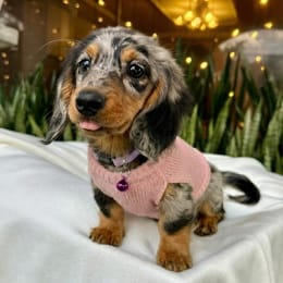 Cachorros de venta en Quito Ecuador