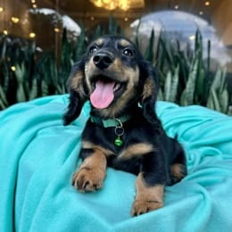 Cachorros de venta en Quito Ecuador