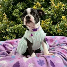 Cachorros de venta en Quito Ecuador