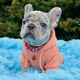 Cachorros de venta en Quito Ecuador