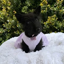 Cachorros de venta en Quito Ecuador