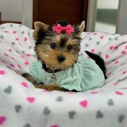 Cachorros de venta en Quito Ecuador