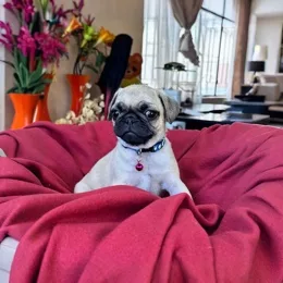 Cachorros de venta en Quito Ecuador