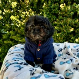 Cachorros de venta en Quito Ecuador