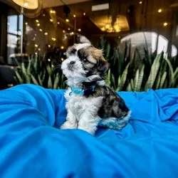 Cachorros de venta en Quito Ecuador