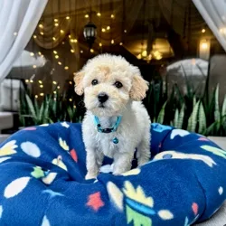 Cachorros de venta en Quito Ecuador