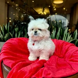 Cachorros de venta en Quito Ecuador