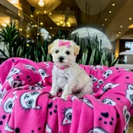 Cachorros de venta en Quito Ecuador