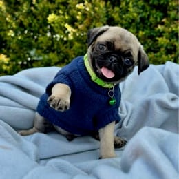 Cachorros de venta en Quito Ecuador