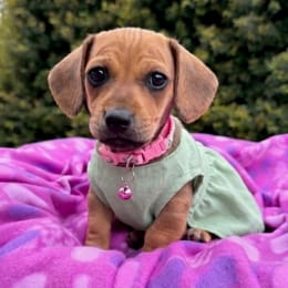 Cachorros de venta en Quito Ecuador