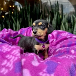 Cachorros de venta en Quito Ecuador