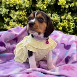 Cachorros de venta en Quito Ecuador