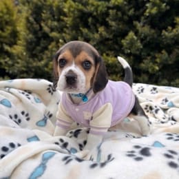 Cachorros de venta en Quito Ecuador