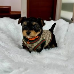 Cachorros de venta en Quito Ecuador