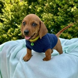 Cachorros de venta en Quito Ecuador
