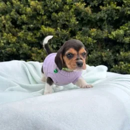 Cachorros de venta en Quito Ecuador
