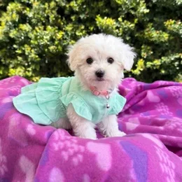 Cachorros de venta en Quito Ecuador