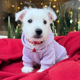 Cachorros de venta en Quito Ecuador