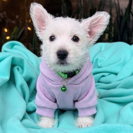 Cachorros de venta en Quito Ecuador