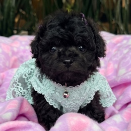 Cachorros de venta en Quito Ecuador