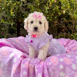 Cachorros de venta en Quito Ecuador