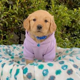 Cachorros de venta en Quito Ecuador