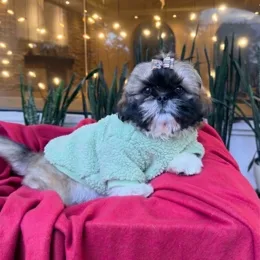 Cachorros de venta en Quito Ecuador