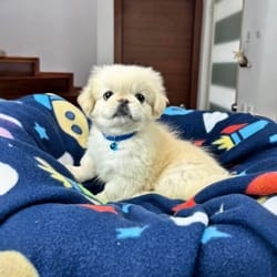 Cachorros de venta en Quito Ecuador