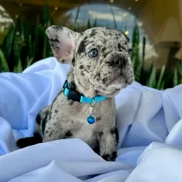 Cachorros de venta en Quito Ecuador