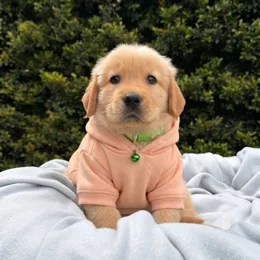 Cachorros de venta en Quito Ecuador