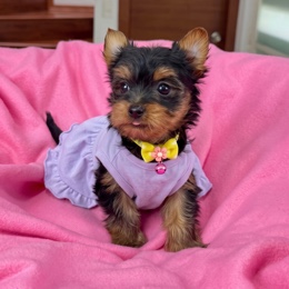 Cachorros de venta en Quito Ecuador