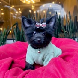 Cachorros de venta en Quito Ecuador
