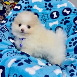 Cachorros de venta en Quito Ecuador