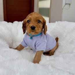 Cachorros de venta en Quito Ecuador