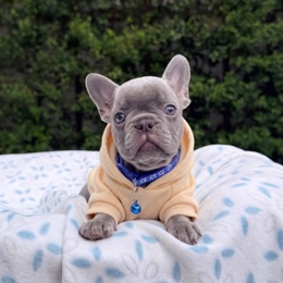 Cachorros de venta en Quito Ecuador