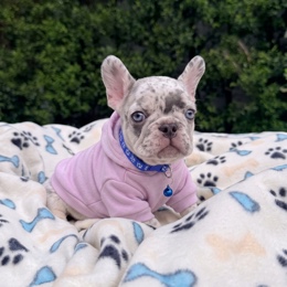 Cachorros de venta en Quito Ecuador